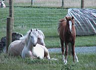 ponies on the farm
